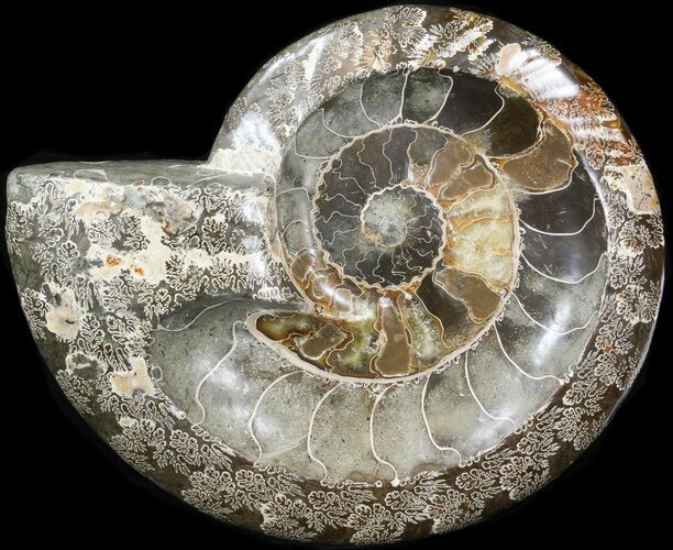 Wide Polished Ammonite 'Dish' #41639